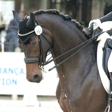 dressage